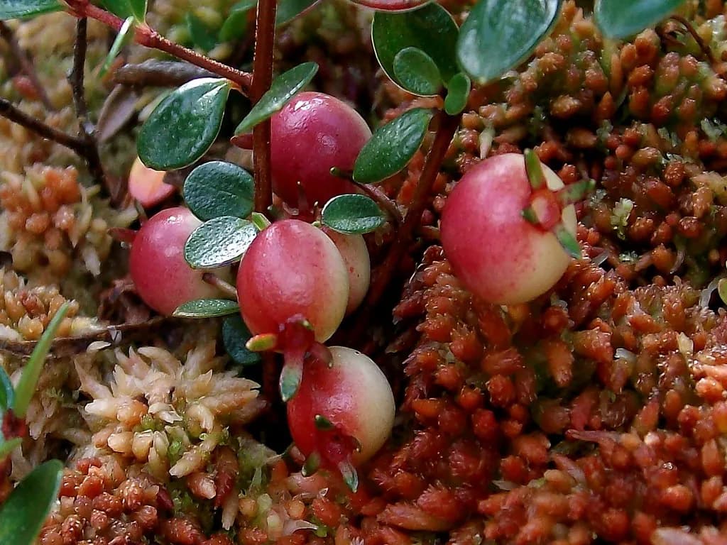 Myrteola nummularia - Photo 1 sur 4