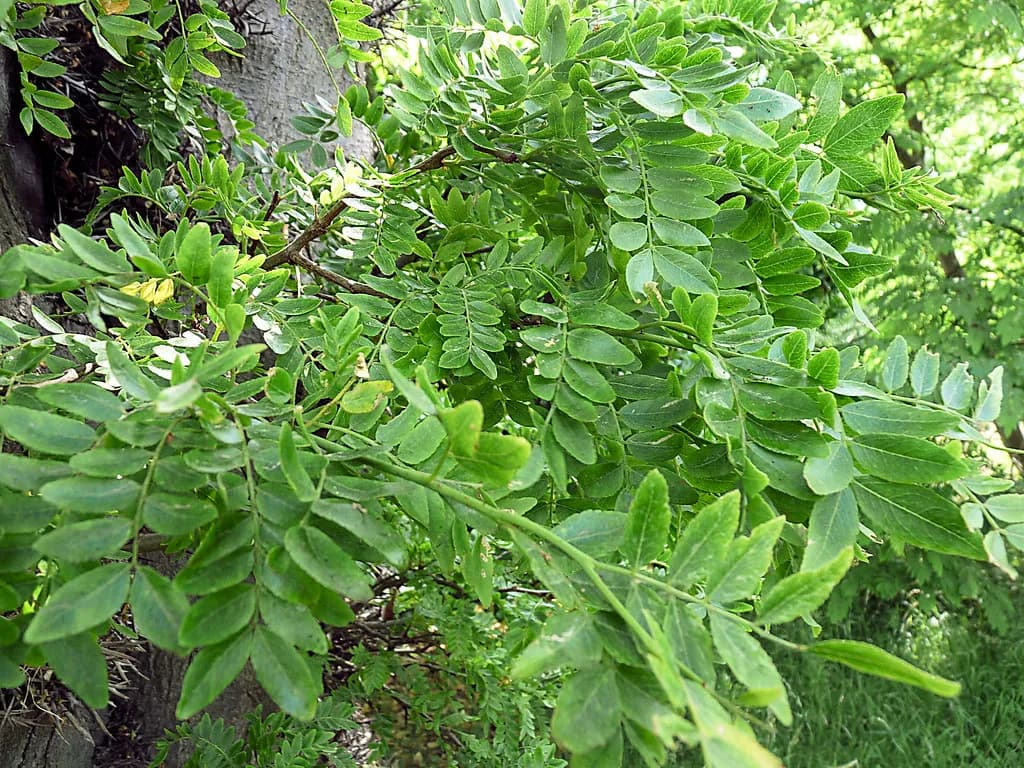 Gleditsia sinensis - Photo 3 sur 3