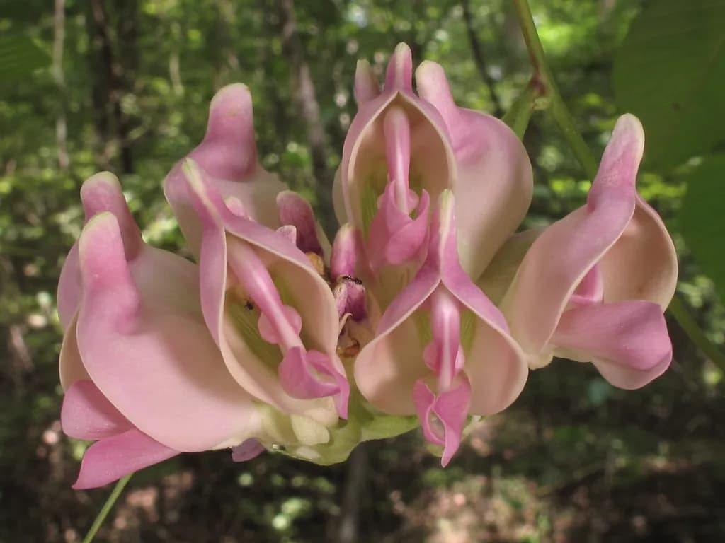 Apios priceana - Photo 2 sur 3