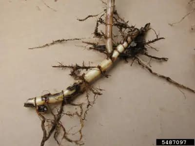 Photo de Roseau commun (Phragmites australis), Rhizosphère