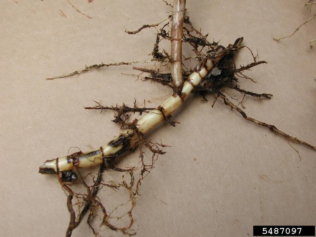 Phragmites australis - Photo 1 sur 3