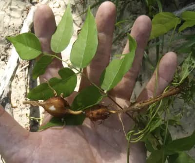 Photo de Glycine tubereuse, Haricot patate, ou Haricot Pomme de terre (Apios americana), Grimpante