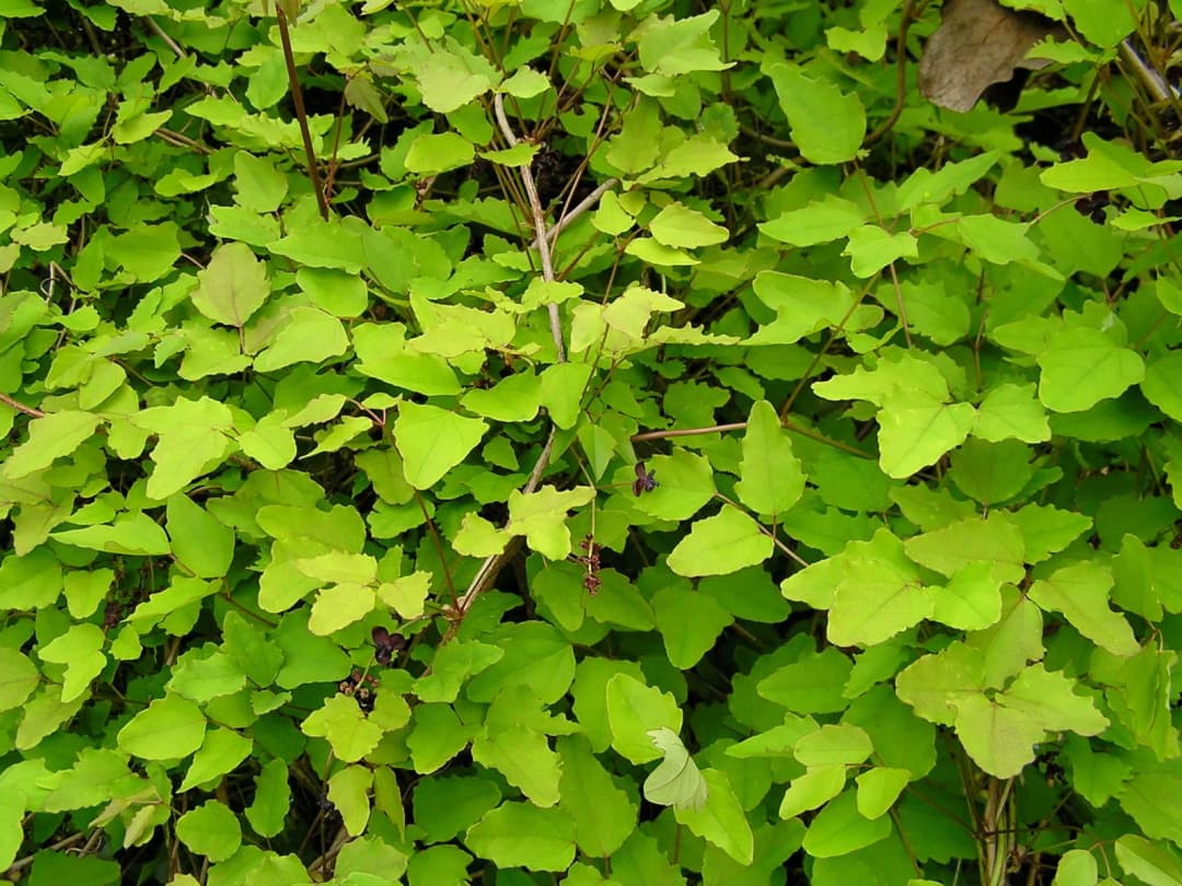 Akebia trifoliata - Photo 3 sur 4