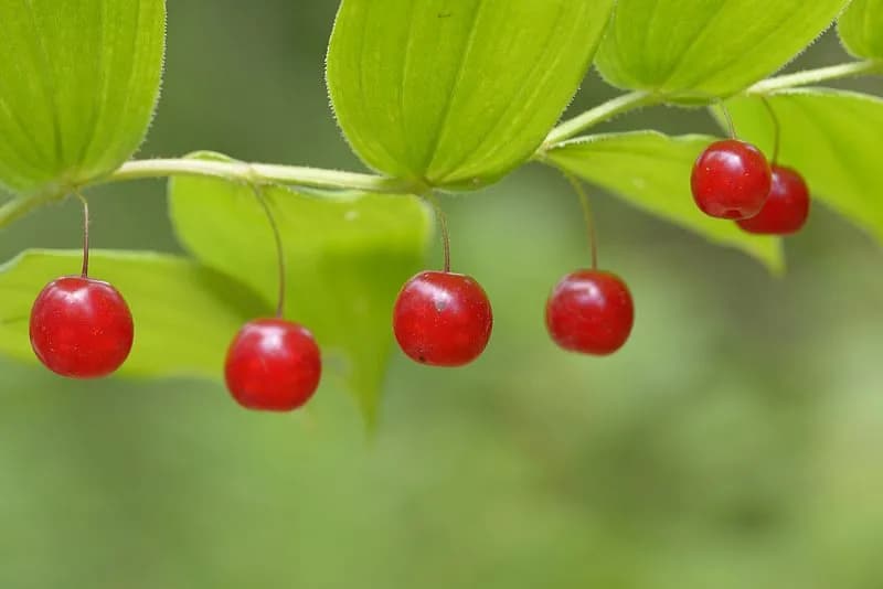 Streptopus roseus - Photo 1 sur 1