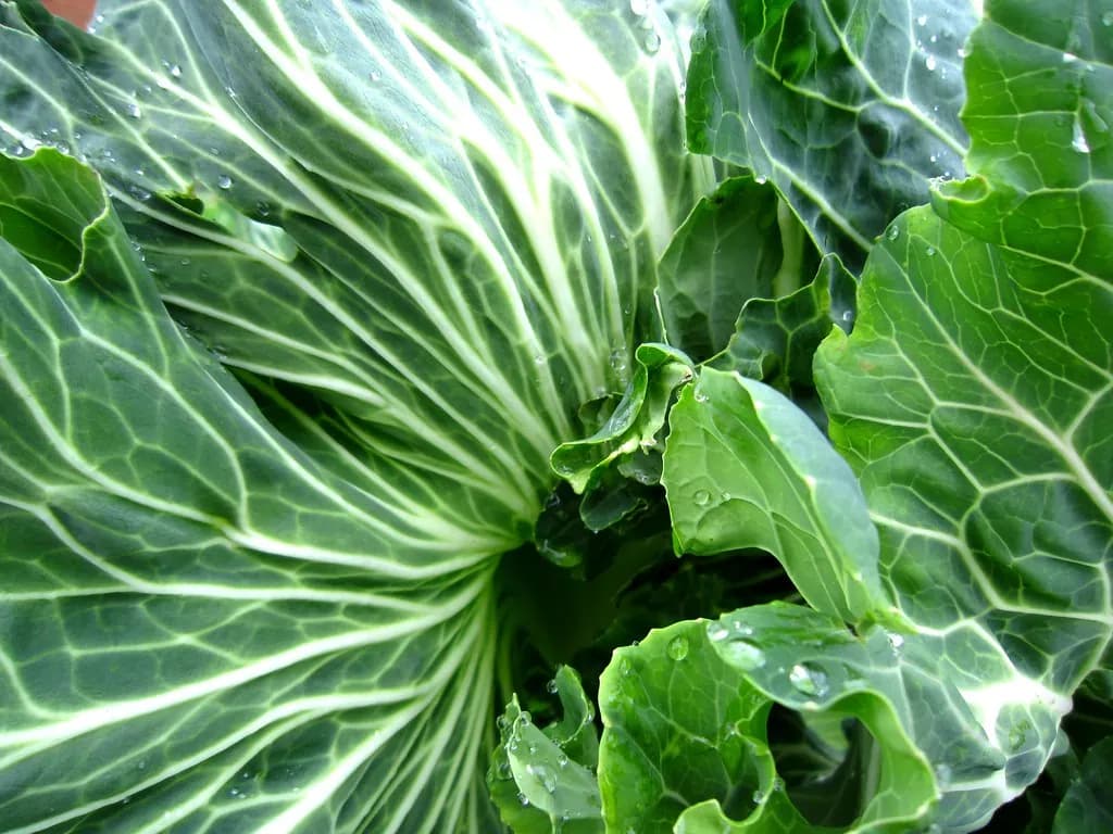 Brassica oleracea medullosa - Photo 4 sur 4