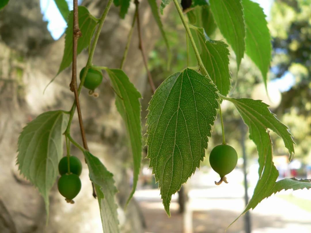 Celtis australis - Photo 4 sur 4