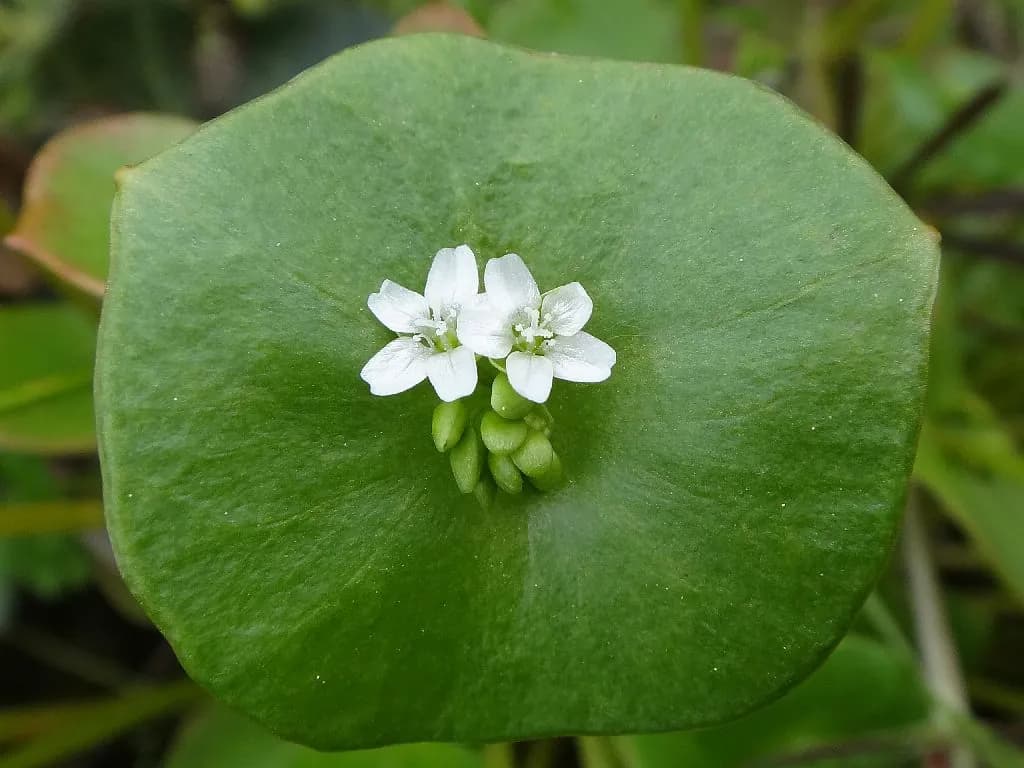 Claytonia perfoliata - Photo 5 sur 5