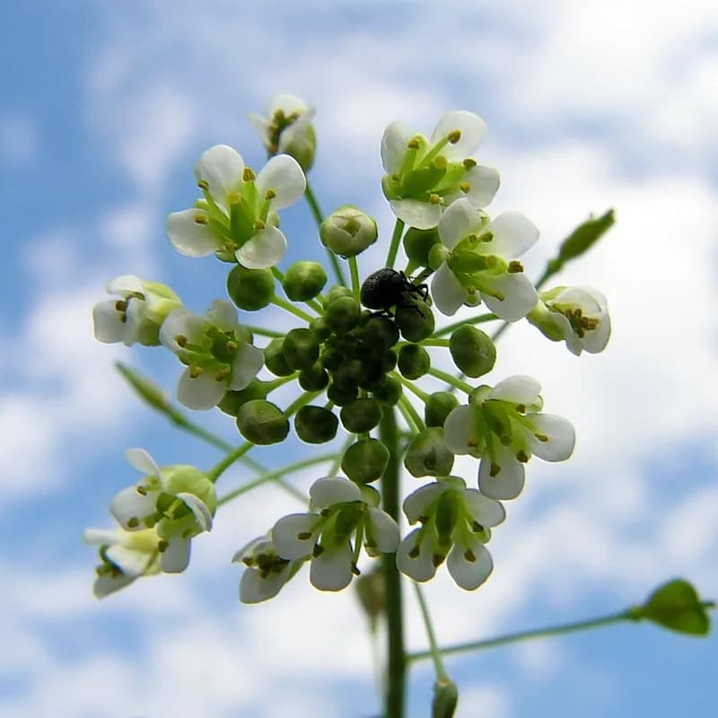 Capsella bursa-pastoris - Photo 4 sur 5