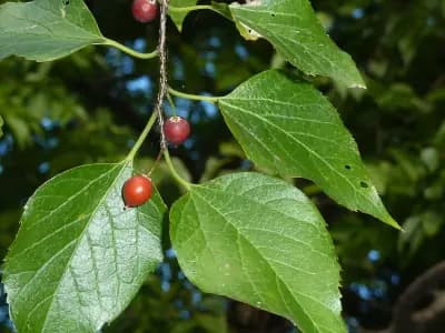 Photo de Micocoulier (Celtis occidentalis), Canopée