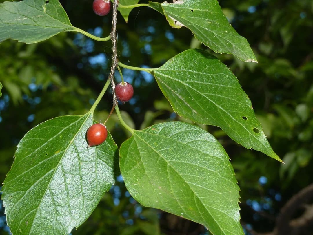 Celtis occidentalis - Photo 1 sur 5