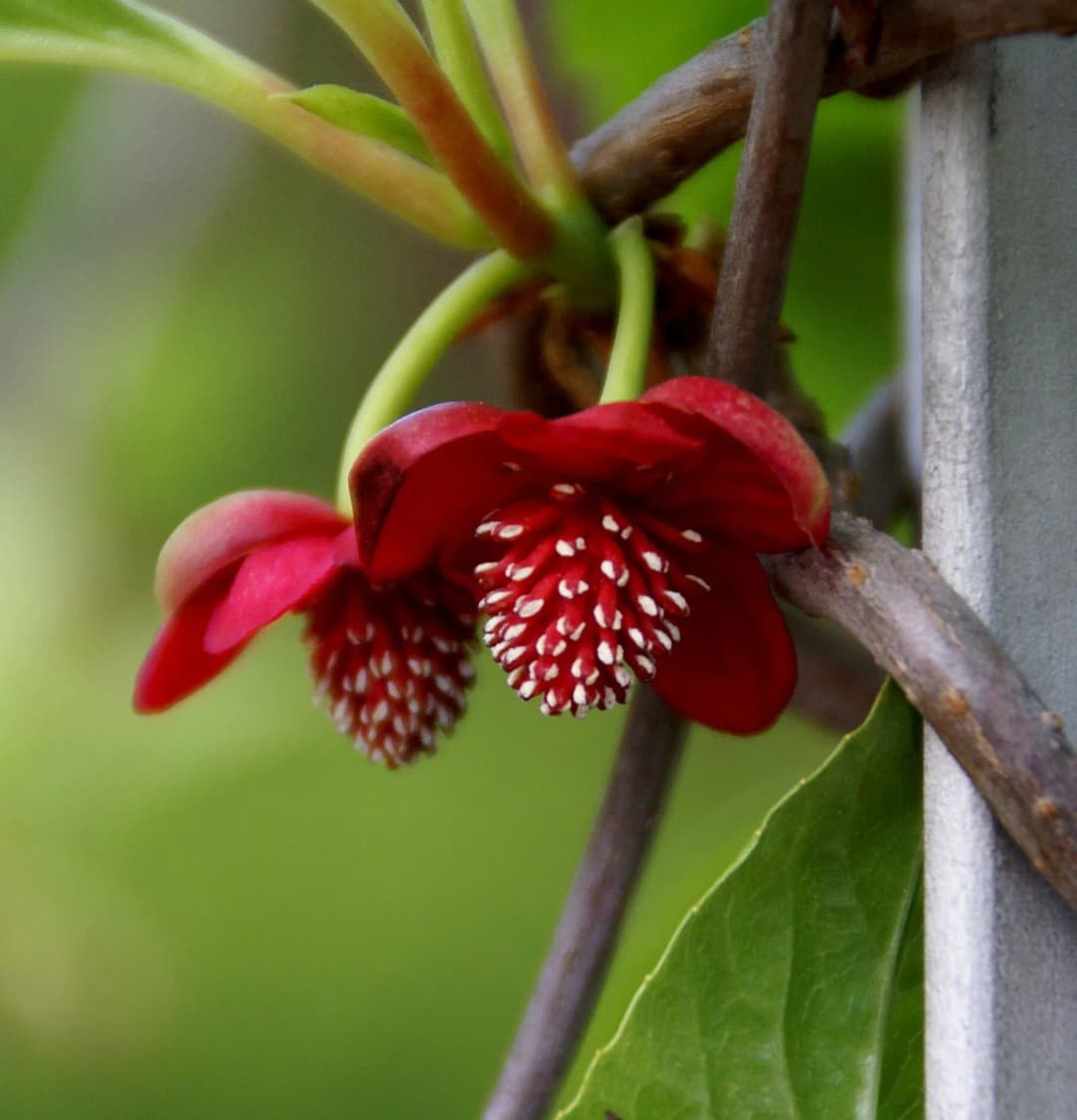 Schisandra rubriflora - Photo 4 sur 6