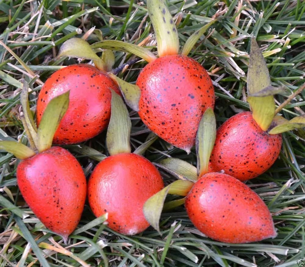 Diospyros rhombifolia - Photo 2 sur 5