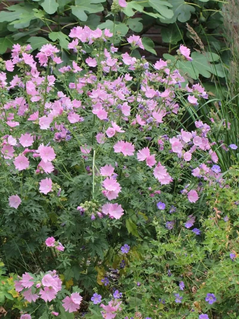 Malva moschata - Photo 4 sur 4