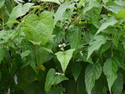 Photo de Sarrasin vivace de l'Himalaya (Fagopyrum dibotrys), Couvre-sol
