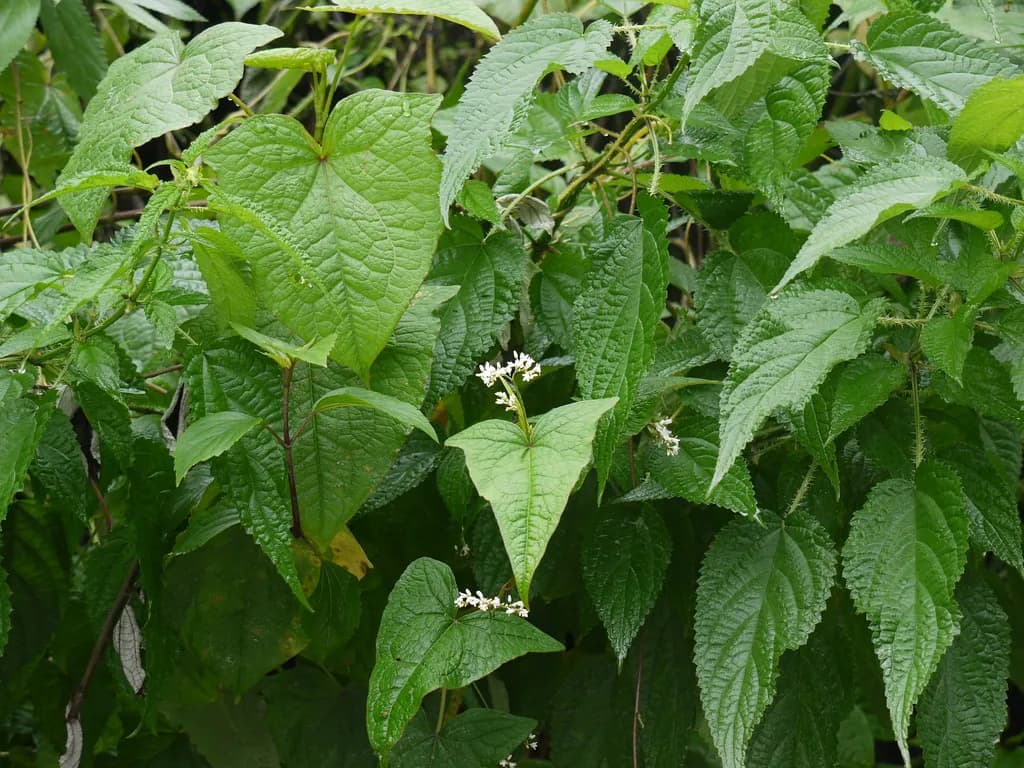 Fagopyrum dibotrys - Photo 1 sur 6