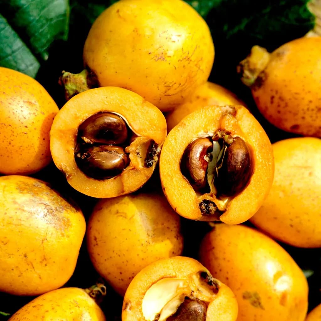 Eriobotrya japonica - Photo 1 sur 5