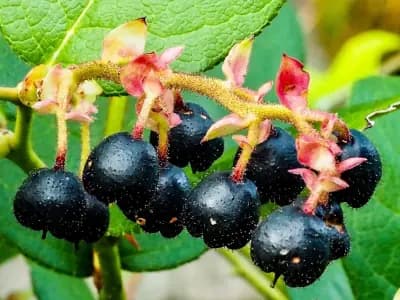 Photo de Gaulthérie shallon, Palommier (Gaultheria shallon), Arbuste