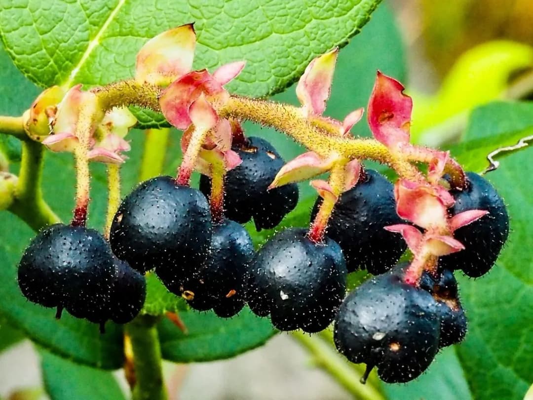 Gaultheria shallon - Photo 1 sur 8