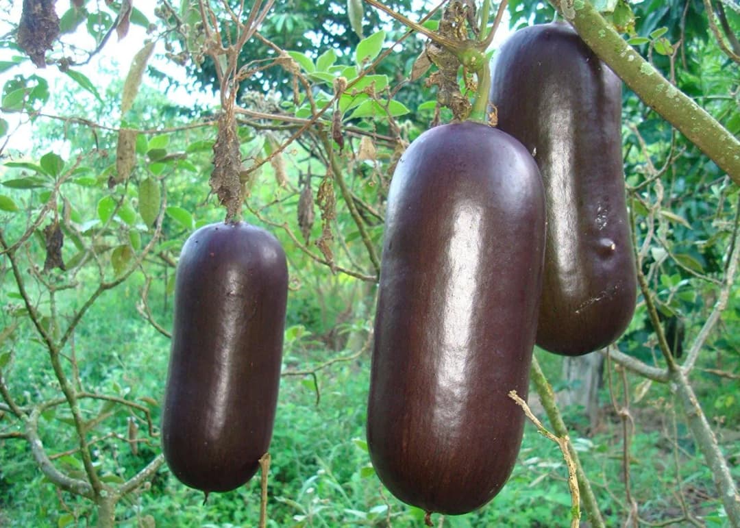 Sicana odorifera - Photo 1 sur 1