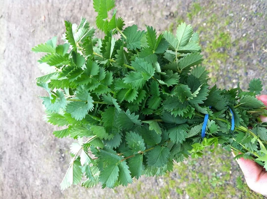 Sanguisorba minor - Photo 1 sur 3