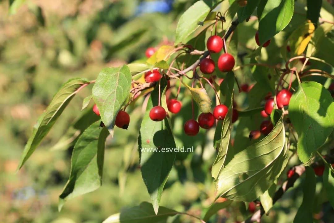 Malus baccata mandshurica - Photo 5 sur 5