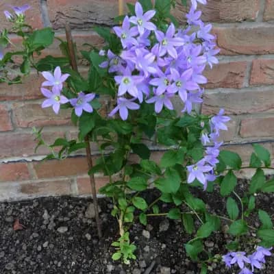 Photo de Campanule (Campanula versicolor), Couvre-sol