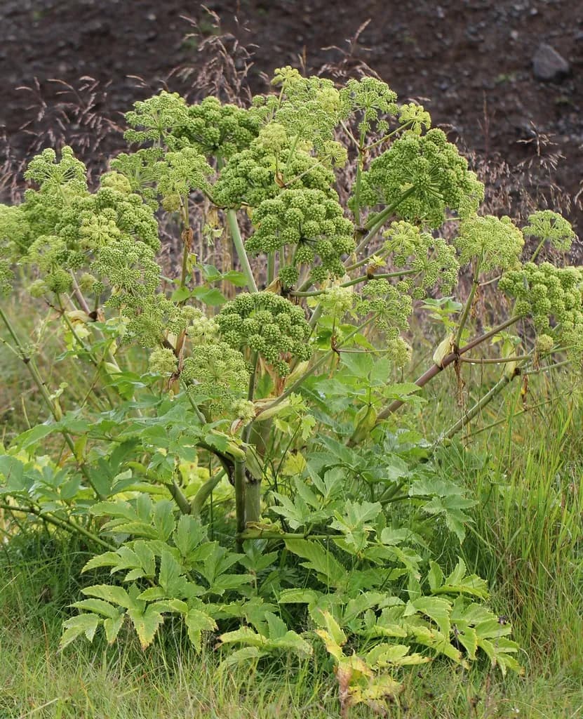 Angelica archangelica - Photo 4 sur 7