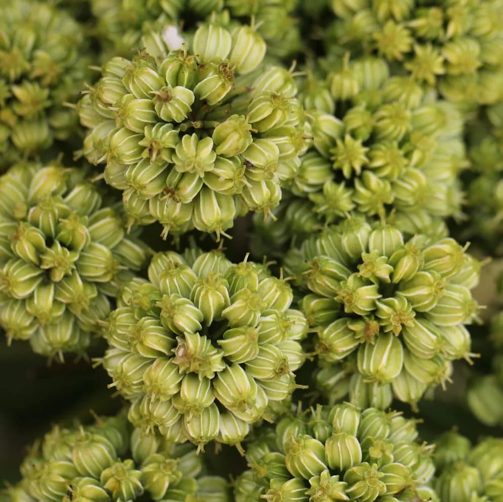 Angelica archangelica - Photo 2 sur 7