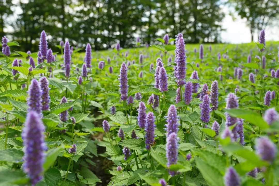 Agastache foeniculum - Photo 2 sur 3