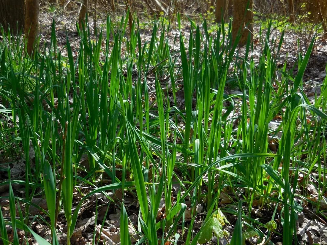 Allium scorodoprasum - Photo 4 sur 7
