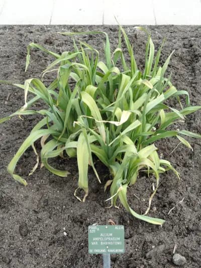 Photo de Poireau vivace d’Irlande (Allium ampeloprasum babbingtonii), Couvre-sol