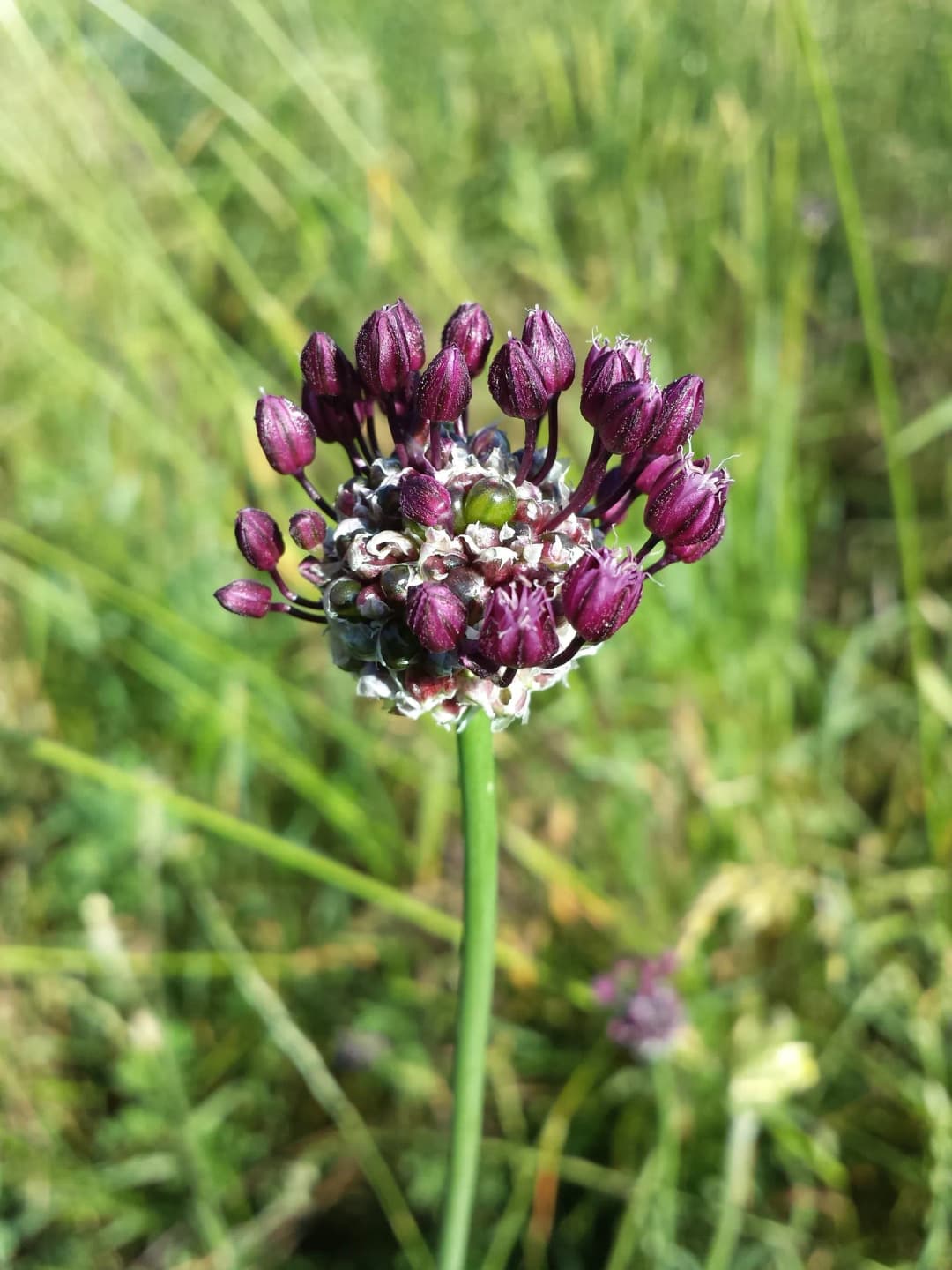 Allium scorodoprasum - Photo 7 sur 7