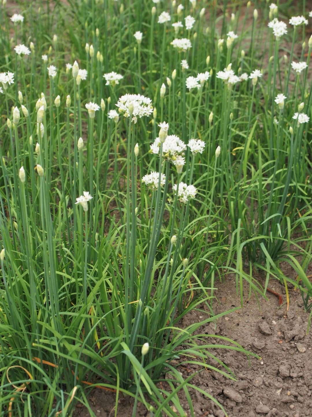 Allium tuberosum - Photo 1 sur 5