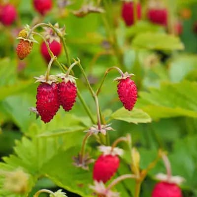 Photo de Fraisier alpin 'Alexandria' (Fragaria vesca), Sous-canopée