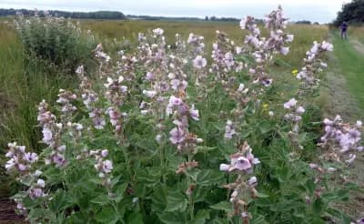 Photo de Guimauve officinale (Althaea officinalis), Couvre-sol