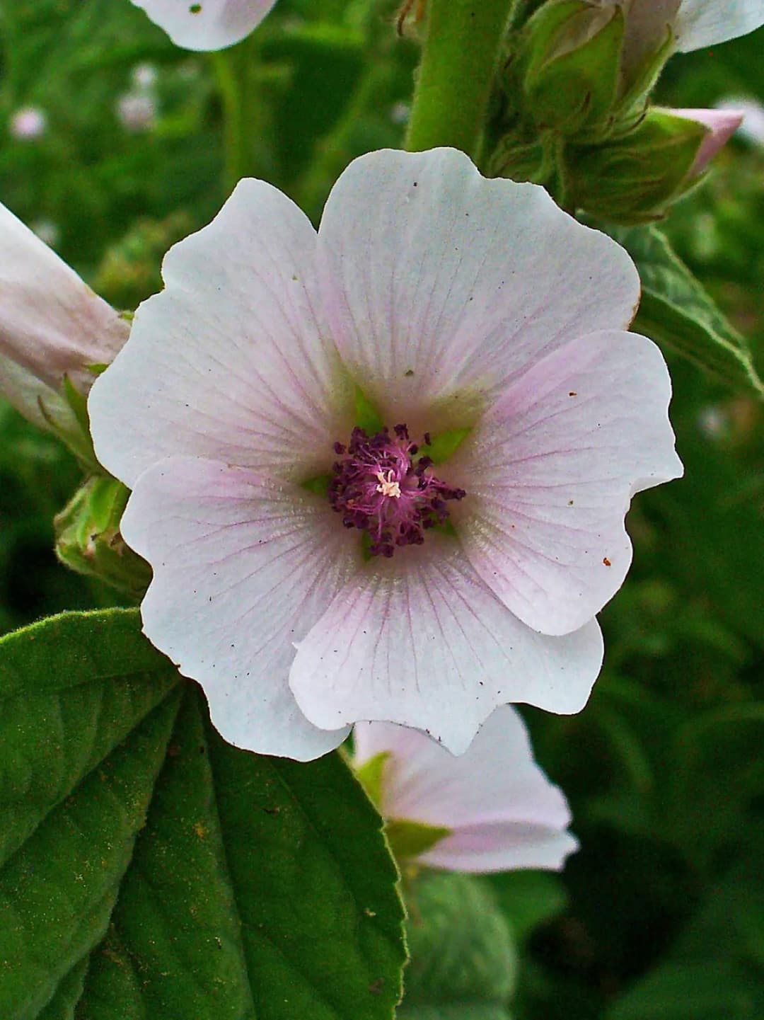 Althaea officinalis - Photo 2 sur 5