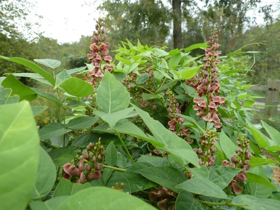 Apios americana - Photo 4 sur 5