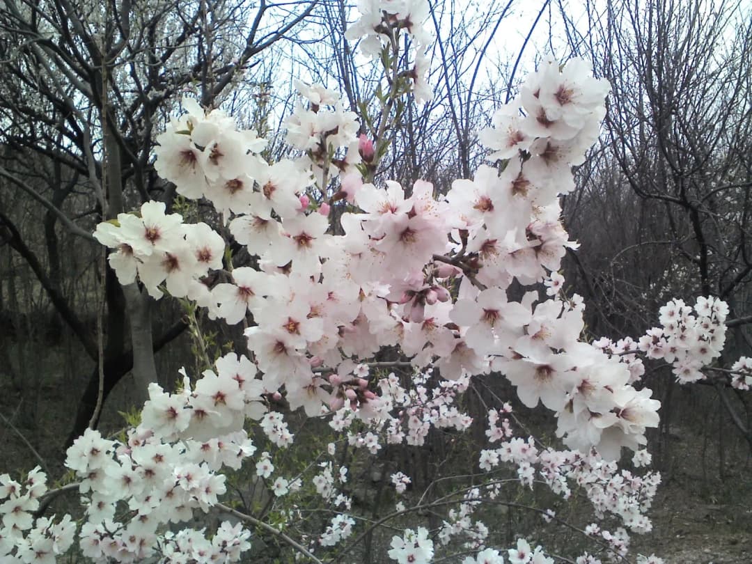 Prunus armeniaca "Abricotier des Hunzas" - Photo 3 sur 6