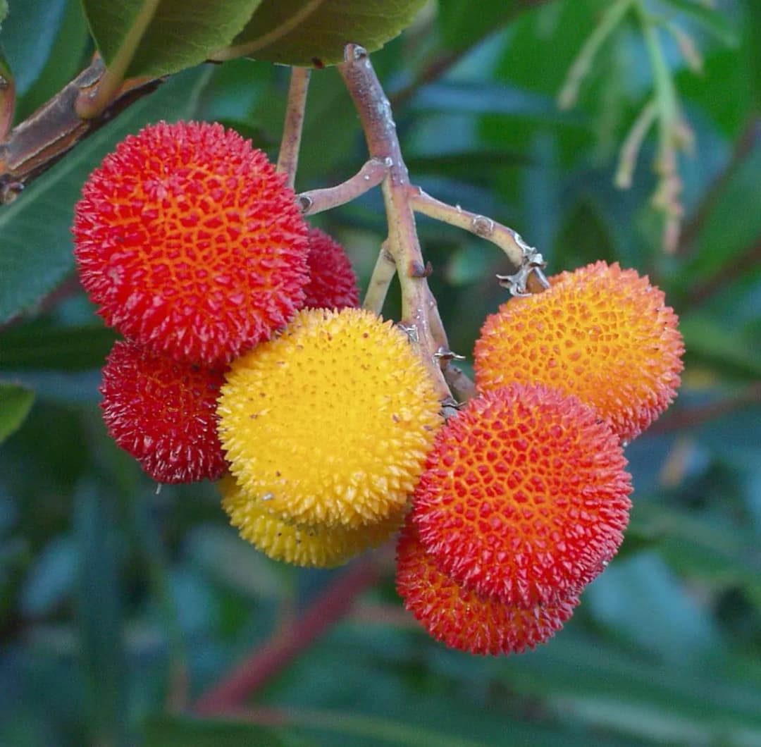 Arbutus unedo - Photo 1 sur 6