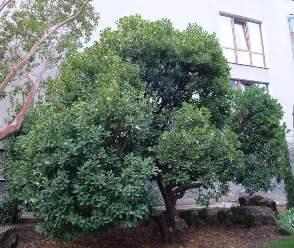 Arbutus unedo - Photo 5 sur 6