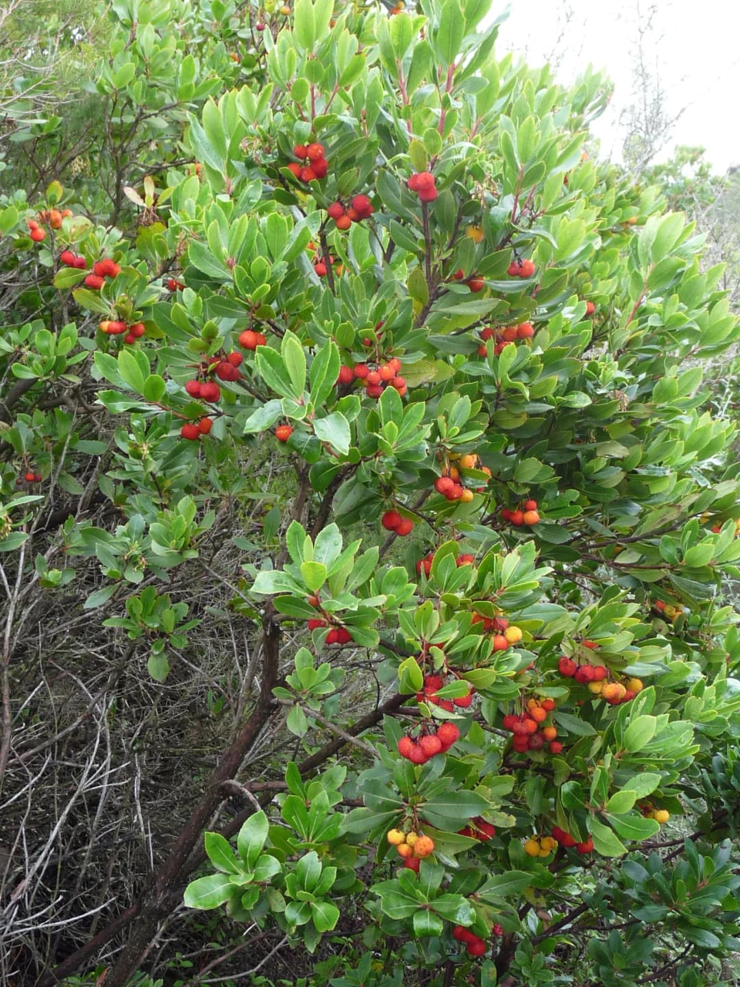 Arbutus unedo - Photo 4 sur 6