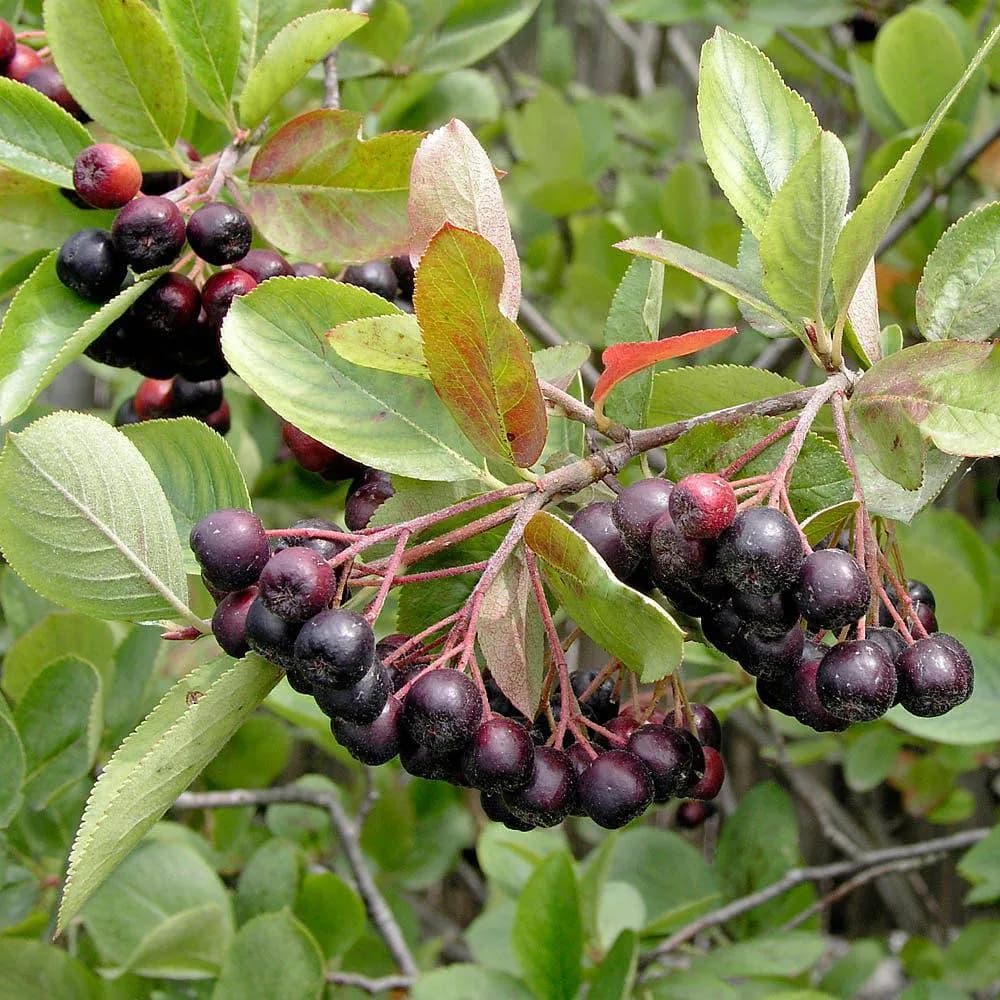 Aronia melanocarpa - Photo 1 sur 5