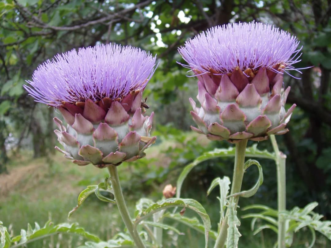 Cynara scolymus - Photo 1 sur 5
