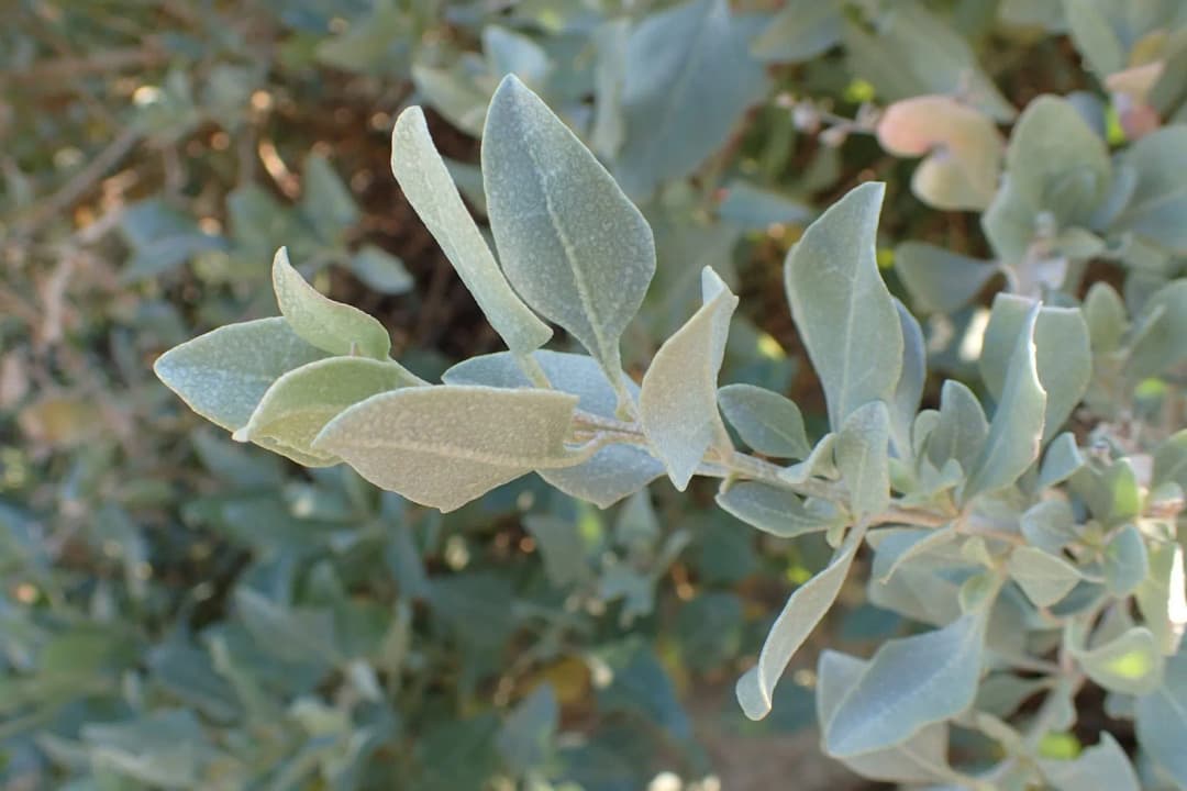 Atriplex halimus - Photo 1 sur 4