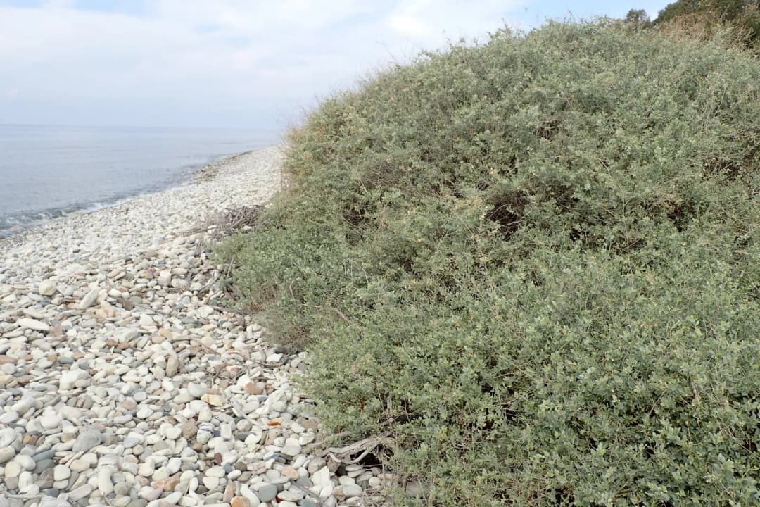 Atriplex halimus - Photo 3 sur 4