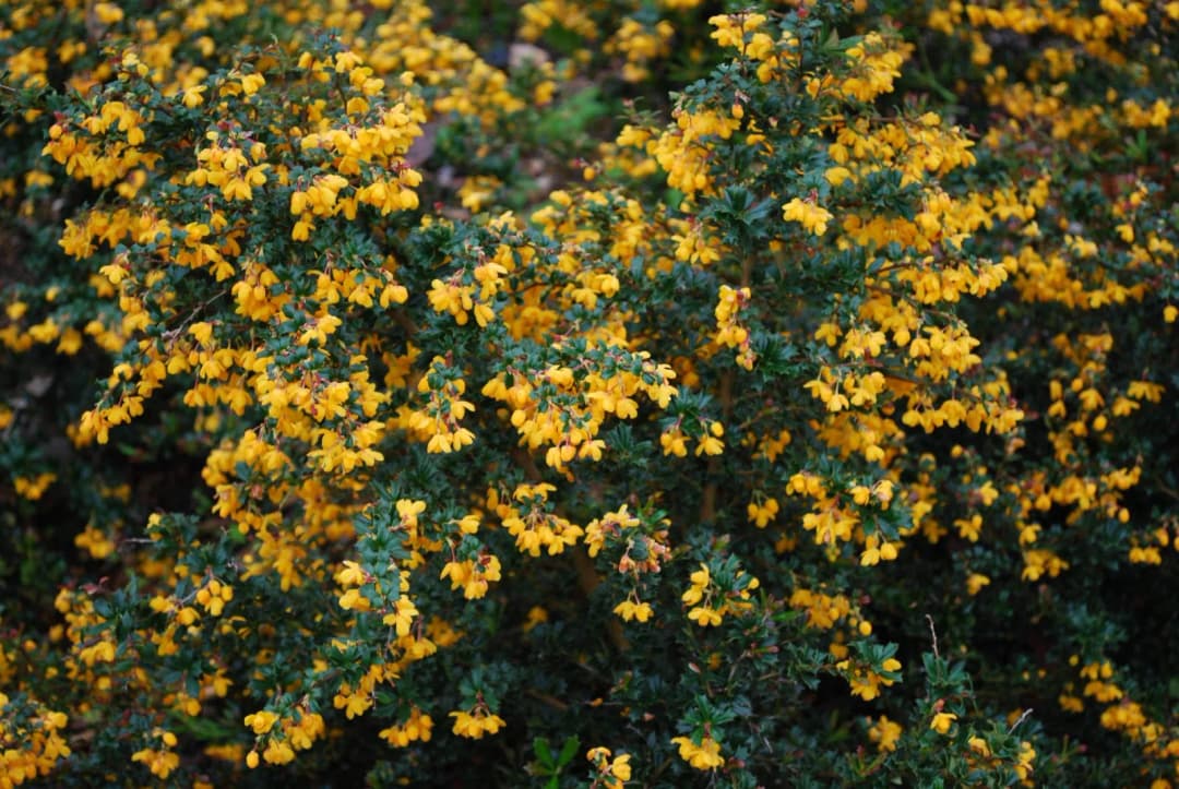 Berberis darwinii - Photo 3 sur 4