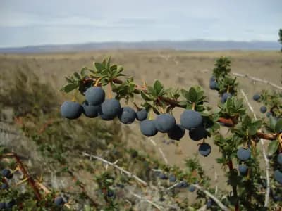 Photo de Épine vinette à feuilles de buis (Berberis buxifolia), Arbuste