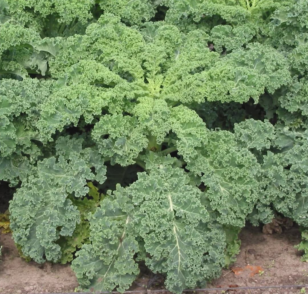 Brassica oleracea sabellica - Photo 1 sur 4