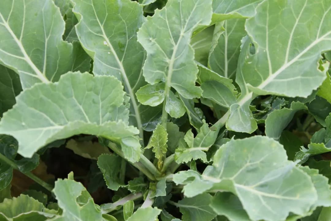 Brassica oleracea ramosa - Photo 2 sur 3