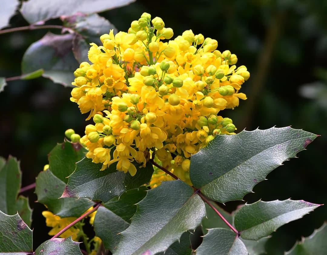 Mahonia aquifolium - Photo 3 sur 7